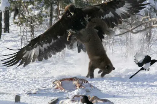 Eagle vs Fox