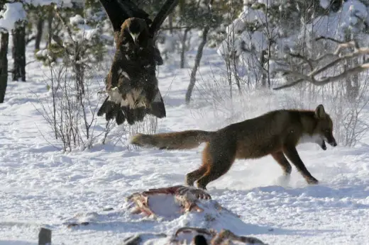 Eagle vs Fox