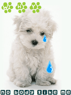 Doggie Dont Cry