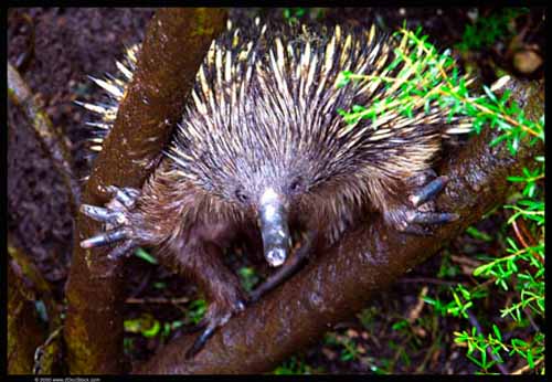 Echidna