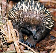 Echidna