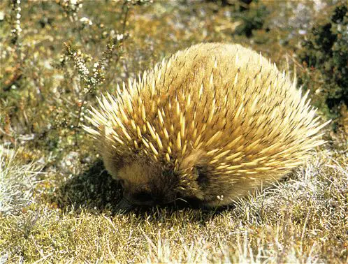 Echidna