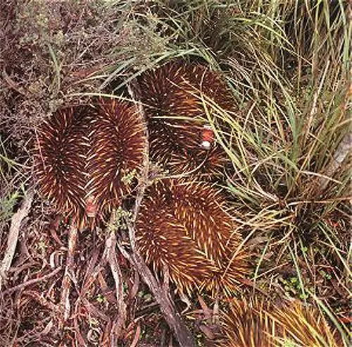 Echidna