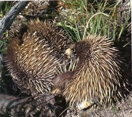 Echidna