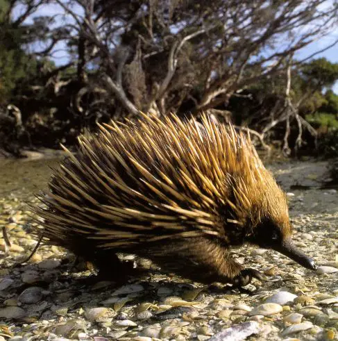 Echidna