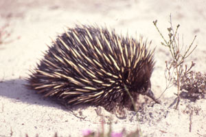 Echidna