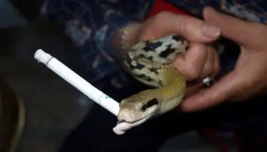 Snake Chain Smoker