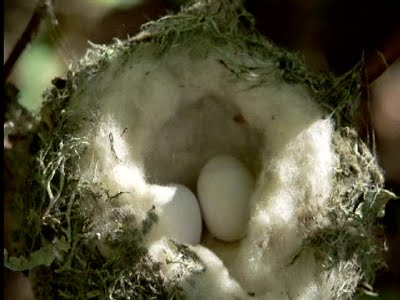 Birth of a Humming Bird