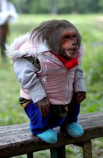 Monkey with Clothes