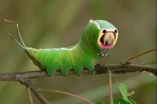 Caterpillar In Close Up