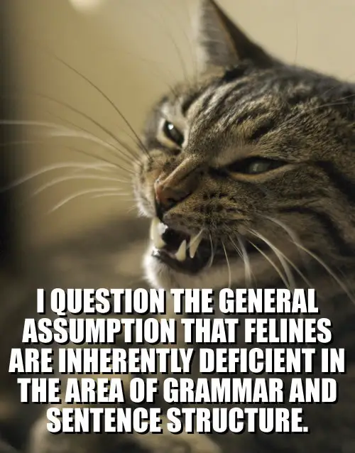 Articulate Lolcat