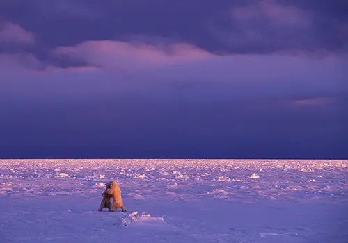 Beautiful Polar Bears