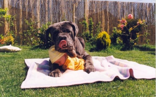 Dog Hugs Baby