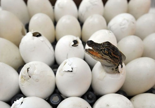 Birth of a Crocodiles