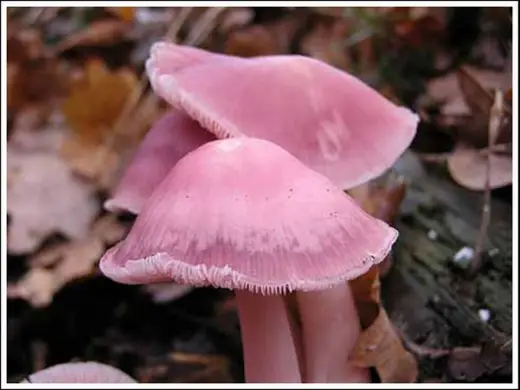 Colorful Mushrooms