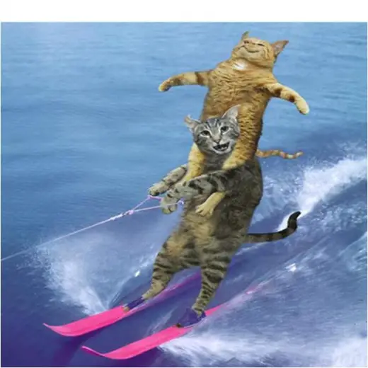 Cat Water Ski - Funny Pictures - Cats - Funny Pics