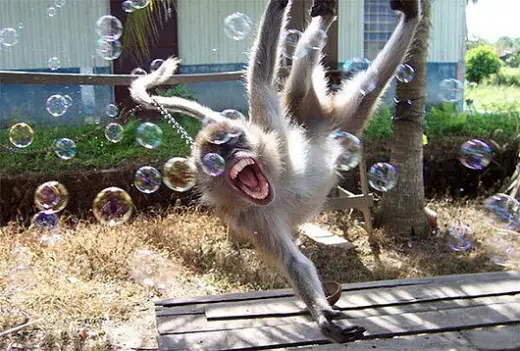 Monkey Luvs Bubbles