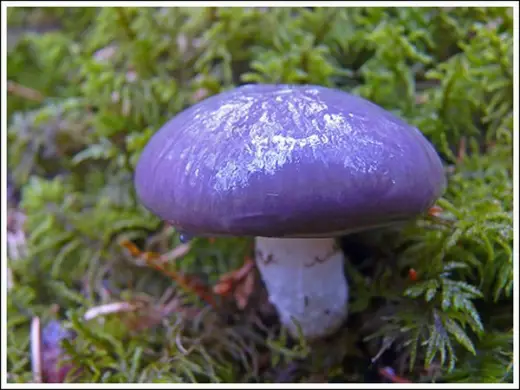 Colorful Mushrooms