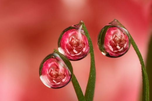 Carnation Dew Drops