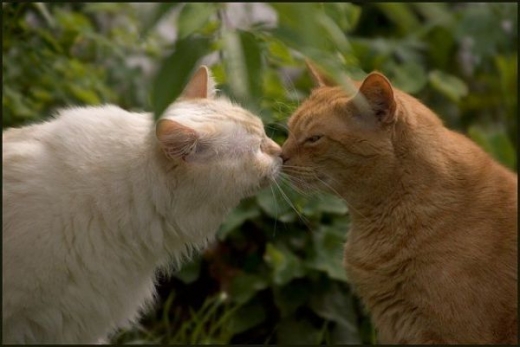 Animals Kissing