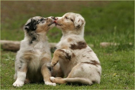 Animals Kissing