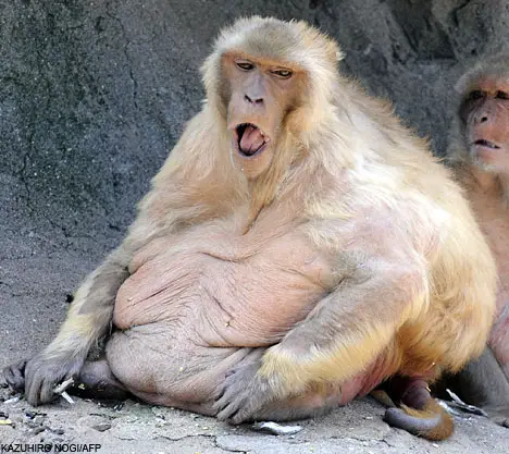 Obese Monkeys