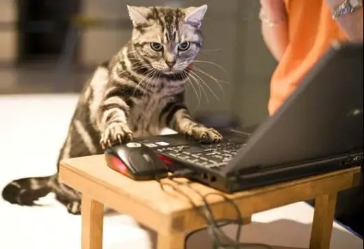 Cat Computer Geek