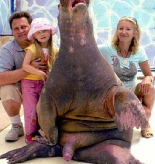 Family Photo with Walrus