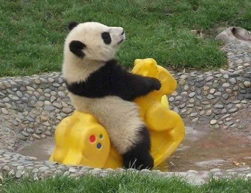 Panda's Play Time