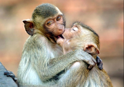 Monkey Kiss