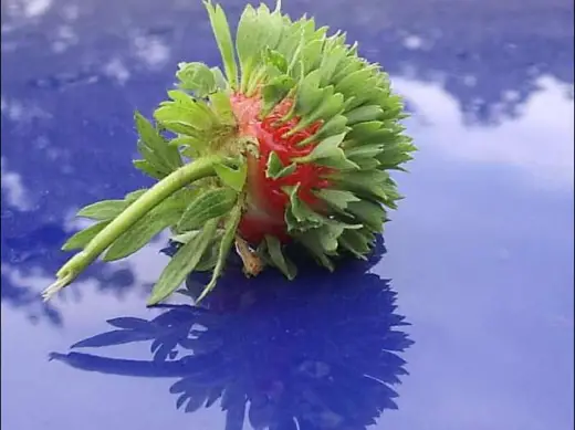 Strange Russian Strawberry