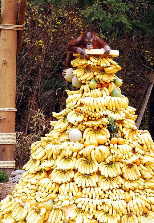 Banana Pile