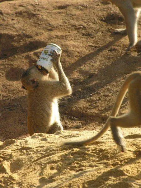 Monkey Gettin Smashed