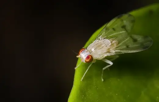 Albino Fly