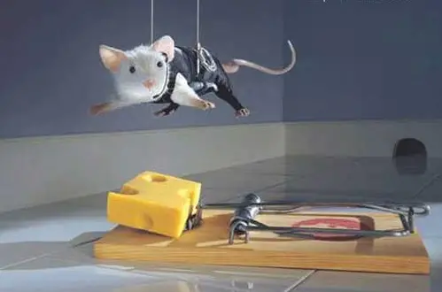 Rat Bond
