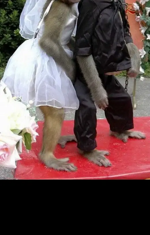 Monkeys Wedding-Funny Picture