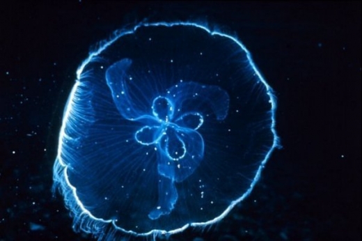 Coolest Jelly FIsh Gallery