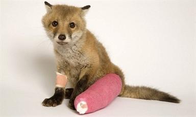 Animals With Casts