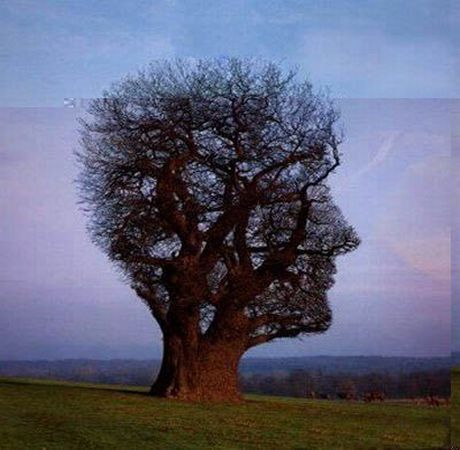 Face Shaped Tree