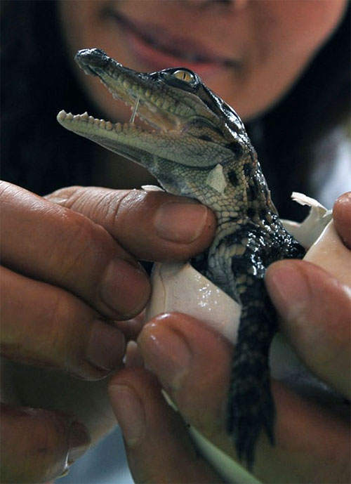 Birth of a Crocodiles