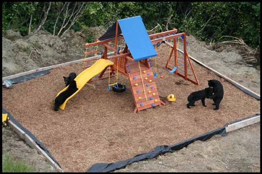 Bear Cub Playground