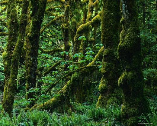 HQ Forest Desktop