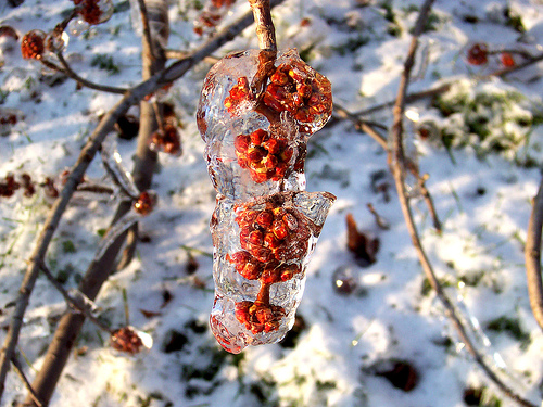 Frozen Fruits