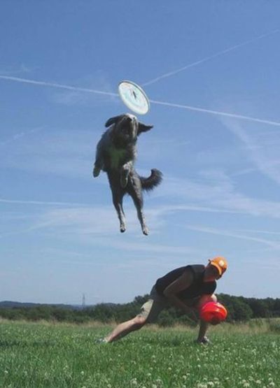 Frisbee Dog