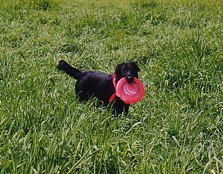 Frisbee Dog