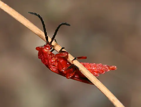 Bloody Winged Beetle