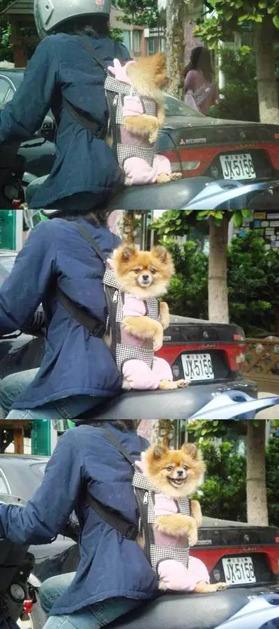 Funny Dog Transportation