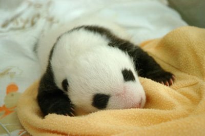 Growth Of A Panda