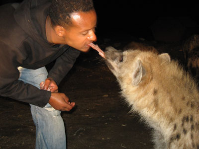 Mouth Feeding Hyenas