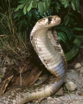 Cobra Snake